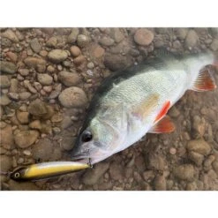 LEURRE DE SURFACE STUCKI FISHING FANATICS STRAYER 82F - 8.2CM -Fishing Soldes leurre de surface stucki fishing fanatics strayer 82f 82cm z 2739 273982 4